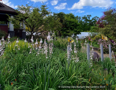 Perennials ~ Asphodelus ramosus, Silverrod ~ Dancing Oaks Nursery and Gardens ~ Retail Nursery ~ Mail Order Nursery