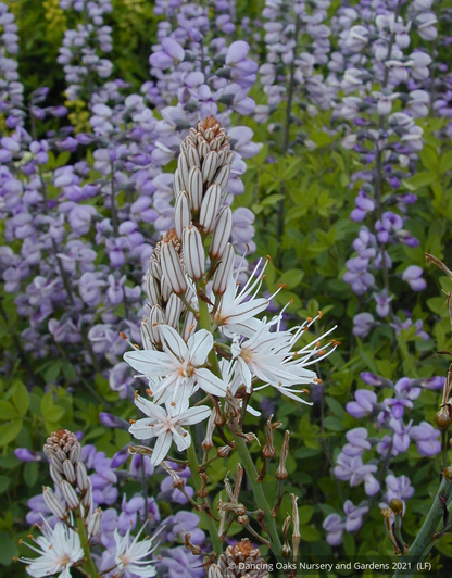Perennials ~ Asphodelus ramosus, Silverrod ~ Dancing Oaks Nursery and Gardens ~ Retail Nursery ~ Mail Order Nursery