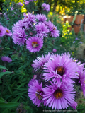 Symphyotrichum (syn. Aster) novae-angliae 'Betel Nut', New England Aster