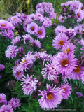 Symphyotrichum (syn. Aster) novae-angliae 'Betel Nut', New England Aster