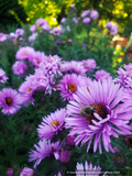 Symphyotrichum (syn. Aster) novae-angliae 'Betel Nut', New England Aster