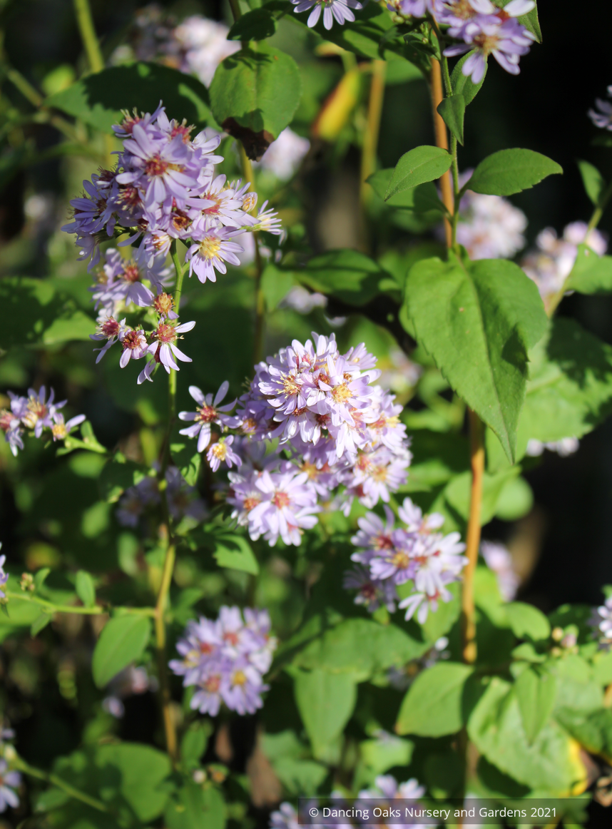 Aster seedlings