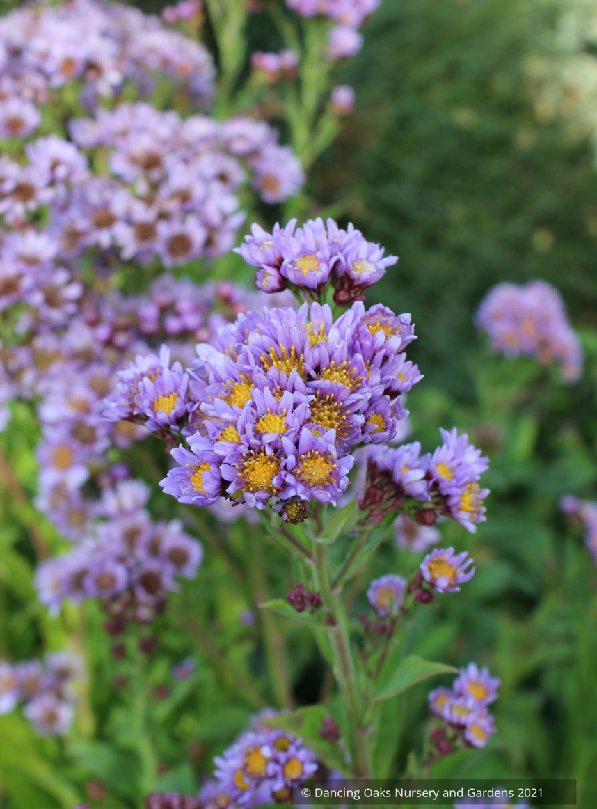 Aster seedlings
