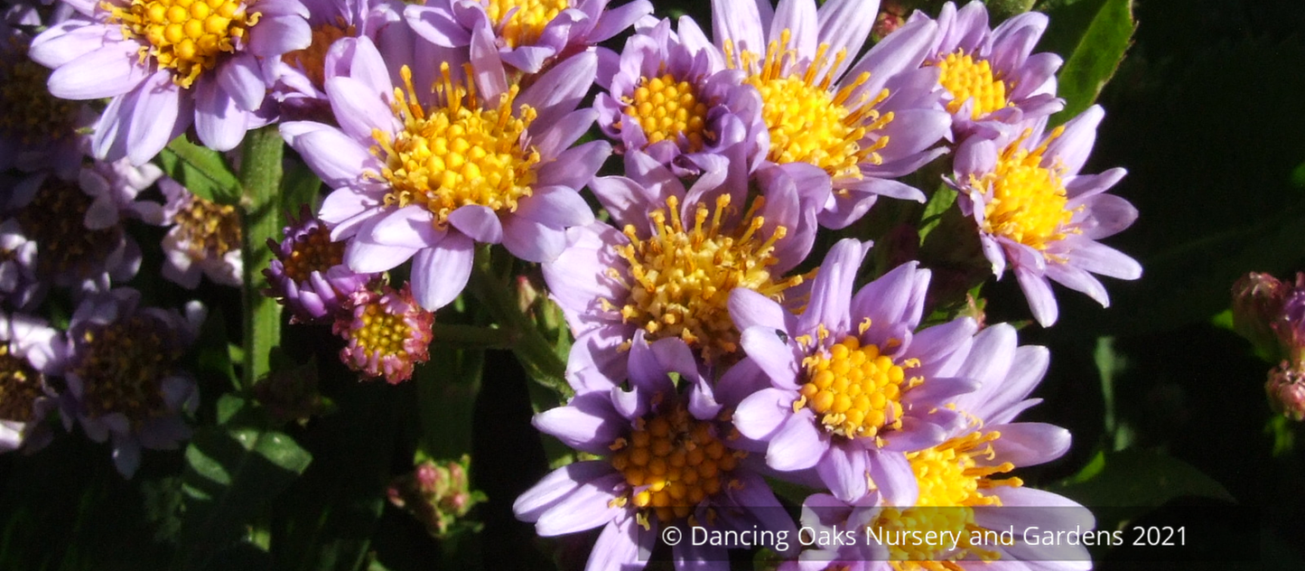 Aster seedlings