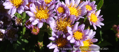 Aster seedlings