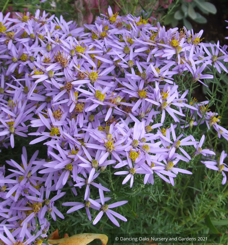 Aster seedlings