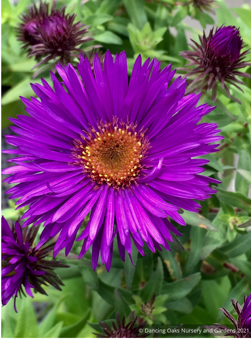 Aster seedlings