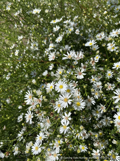 Perennials ~Aster (syn. Symphyotrichum) ericoides 'Monte Cassino', Heath Aster ~ Dancing Oaks Nursery and Gardens ~ Retail Nursery ~ Mail Order Nursery