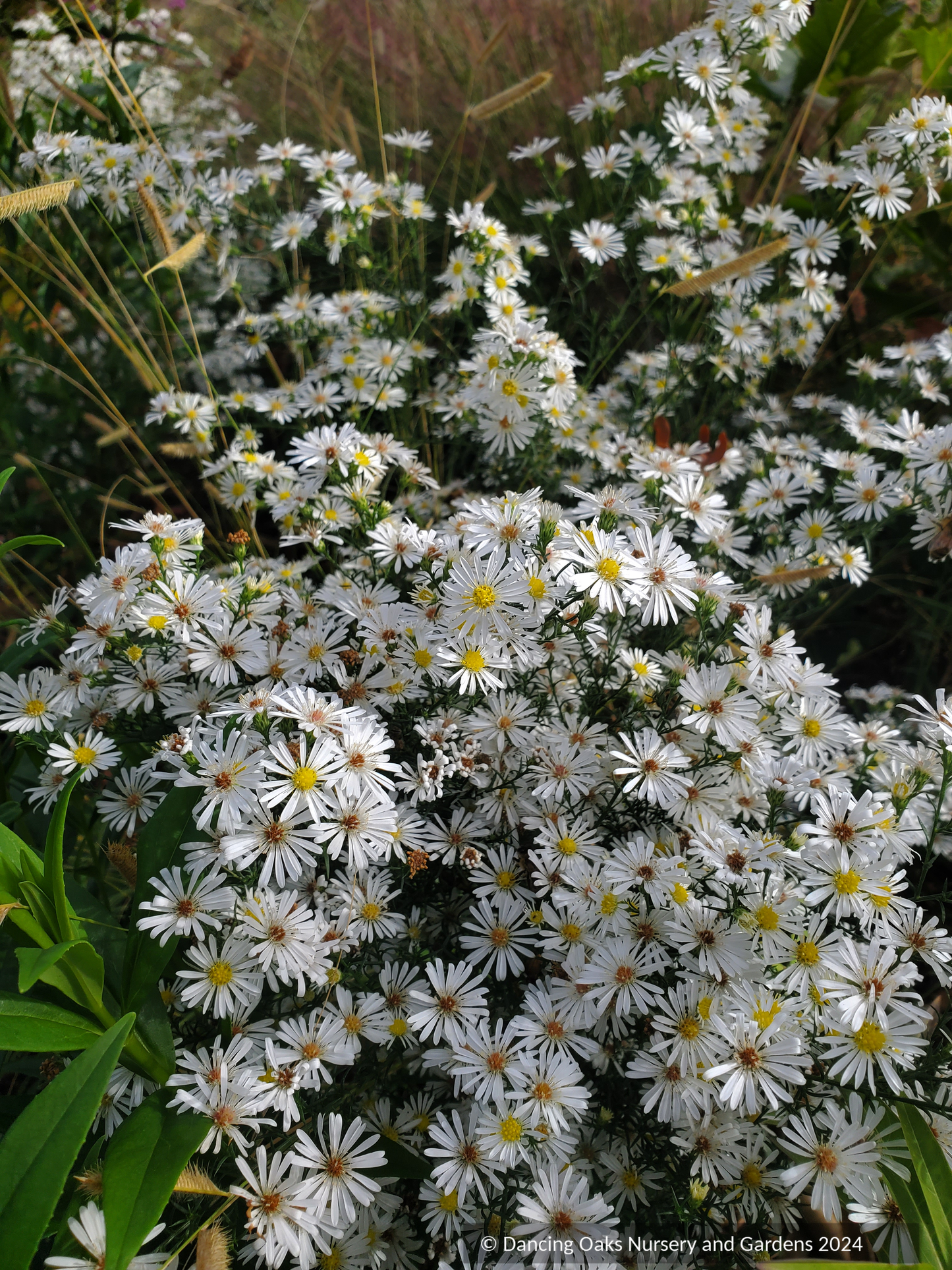 Perennials ~Aster (syn. Symphyotrichum) ericoides 'Monte Cassino', Heath Aster ~ Dancing Oaks Nursery and Gardens ~ Retail Nursery ~ Mail Order Nursery