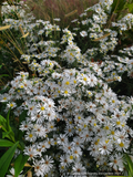 Perennials ~Aster (syn. Symphyotrichum) ericoides 'Monte Cassino', Heath Aster ~ Dancing Oaks Nursery and Gardens ~ Retail Nursery ~ Mail Order Nursery