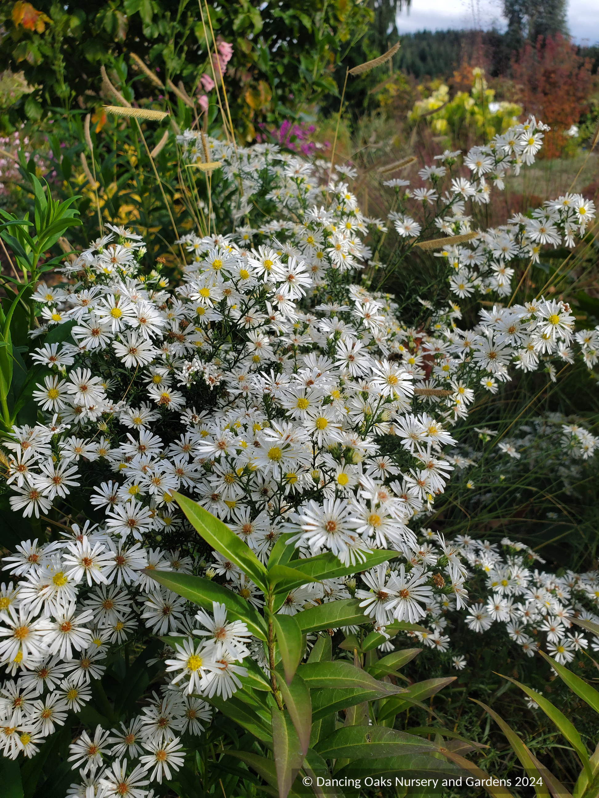 Perennials ~Aster (syn. Symphyotrichum) ericoides 'Monte Cassino', Heath Aster ~ Dancing Oaks Nursery and Gardens ~ Retail Nursery ~ Mail Order Nursery