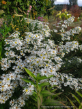 Perennials ~Aster (syn. Symphyotrichum) ericoides 'Monte Cassino', Heath Aster ~ Dancing Oaks Nursery and Gardens ~ Retail Nursery ~ Mail Order Nursery