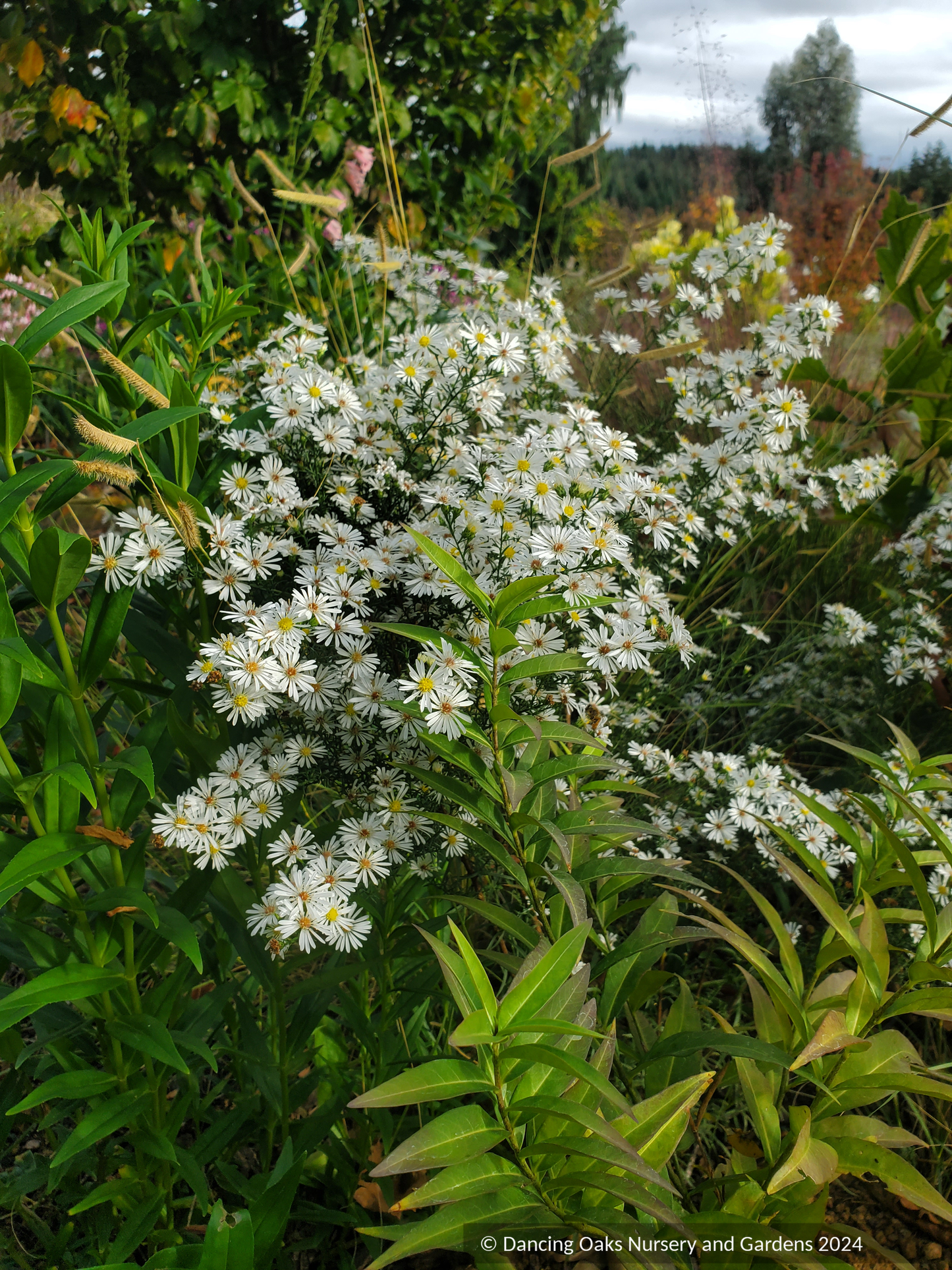 Perennials ~Aster (syn. Symphyotrichum) ericoides 'Monte Cassino', Heath Aster ~ Dancing Oaks Nursery and Gardens ~ Retail Nursery ~ Mail Order Nursery