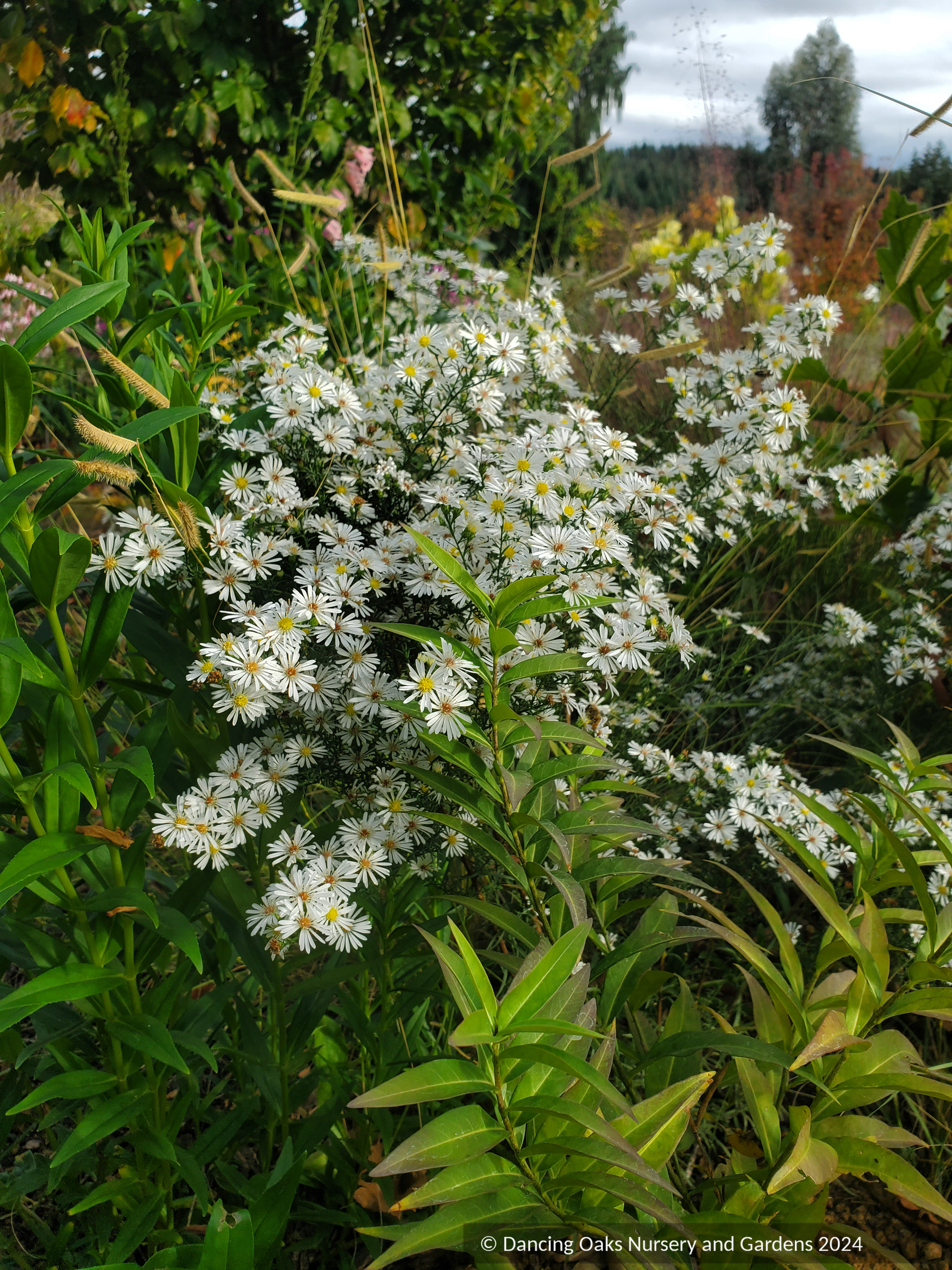 Perennials ~Aster (syn. Symphyotrichum) ericoides 'Monte Cassino', Heath Aster ~ Dancing Oaks Nursery and Gardens ~ Retail Nursery ~ Mail Order Nursery