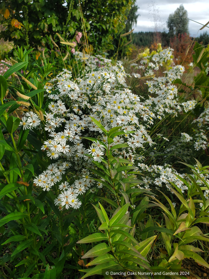 Perennials ~Aster (syn. Symphyotrichum) ericoides 'Monte Cassino', Heath Aster ~ Dancing Oaks Nursery and Gardens ~ Retail Nursery ~ Mail Order Nursery