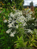 Perennials ~Aster (syn. Symphyotrichum) ericoides 'Monte Cassino', Heath Aster ~ Dancing Oaks Nursery and Gardens ~ Retail Nursery ~ Mail Order Nursery