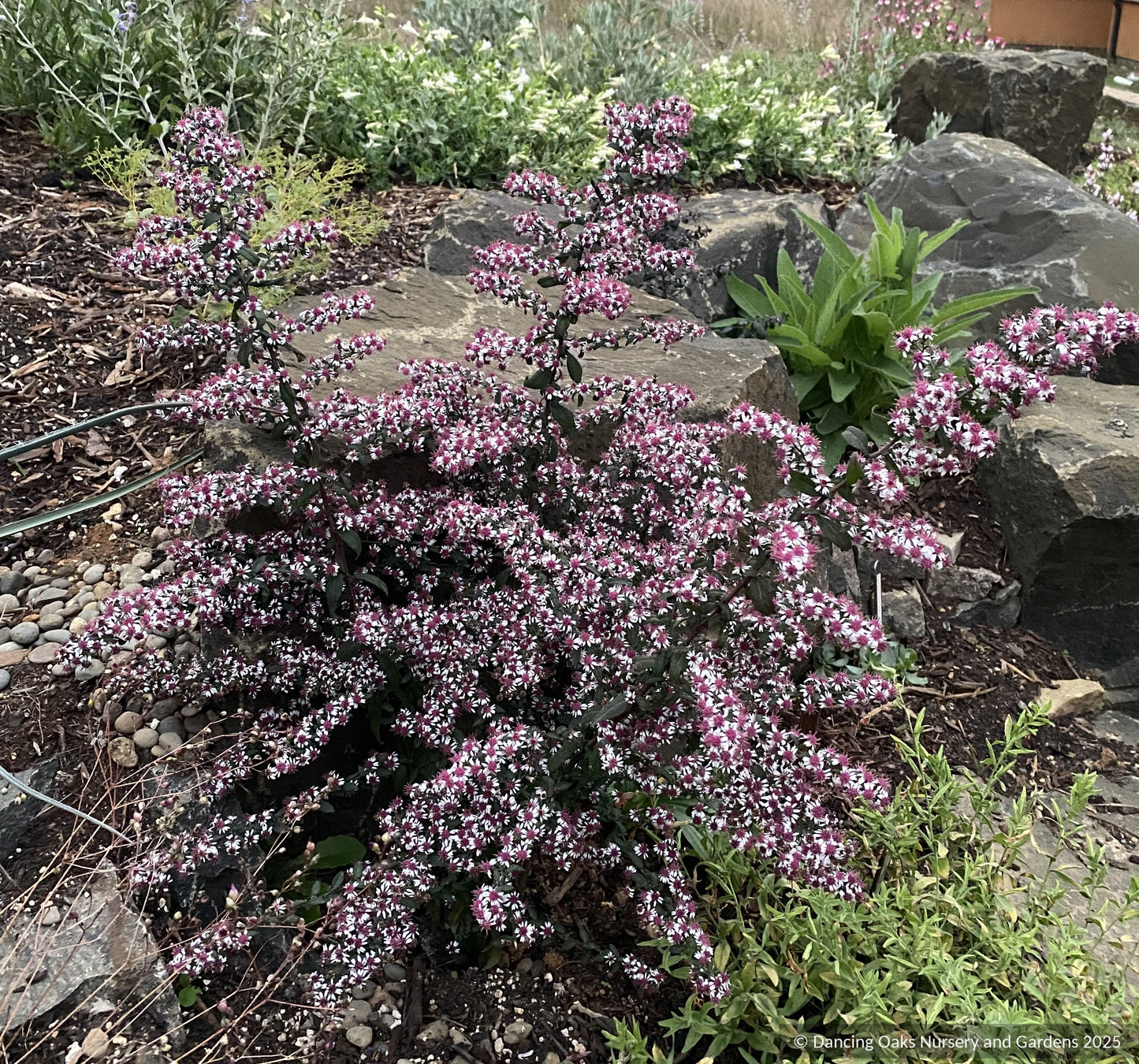 Perennials ~ Aster lateriflorus (syn. Symphyotrichum lateriflorum) 'Prince' ~ Dancing Oaks Nursery and Gardens ~ Retail Nursery ~ Mail Order Nursery