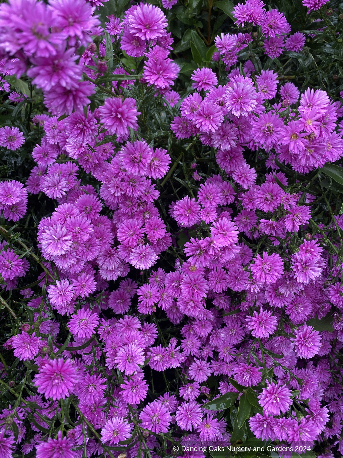 Perennials ~ Aster (syn. Symphyotrichum) novi-belgii 'Le Reve' ~ Dancing Oaks Nursery and Gardens ~ Retail Nursery ~ Mail 