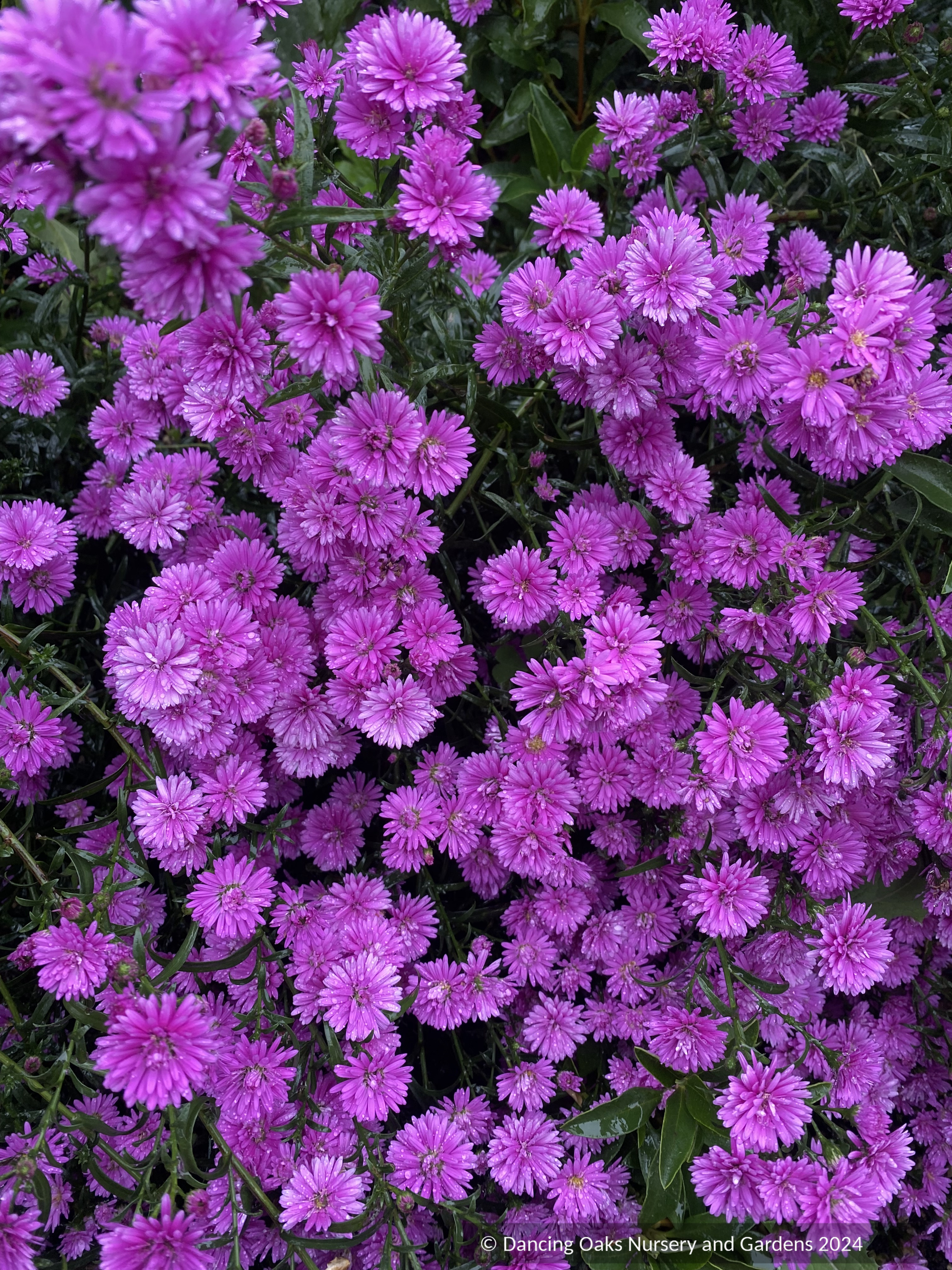 Perennials ~ Aster (syn. Symphyotrichum) novi-belgii 'Le Reve' ~ Dancing Oaks Nursery and Gardens ~ Retail Nursery ~ Mail 