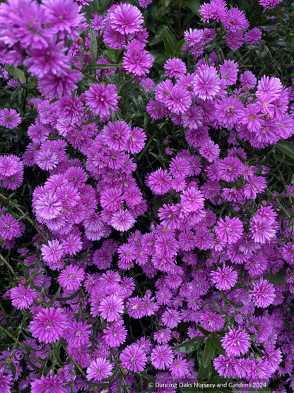 Perennials ~ Aster (syn. Symphyotrichum) novi-belgii 'Le Reve' ~ Dancing Oaks Nursery and Gardens ~ Retail Nursery ~ Mail 