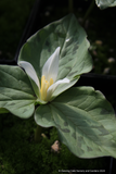 Trillium albidum, Giant White Wakerobin