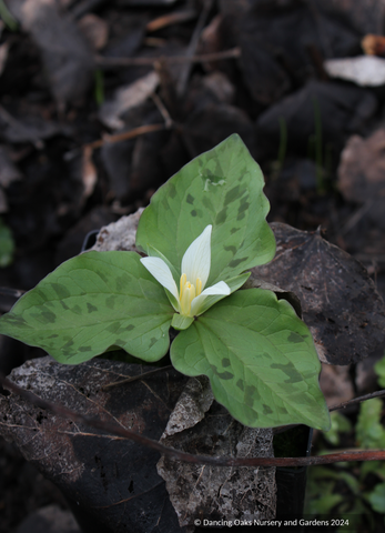 Trillium albidum, Giant White Wakerobin