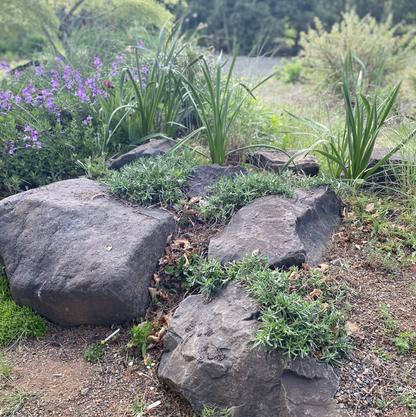 Perennials ~ Aster (syn. Symphyotrichum) ericoides var. prostrata 'Snow Flurry', Heath Aster ~ Dancing Oaks Nursery and Gardens ~ Retail Nursery ~ Mail Order Nursery