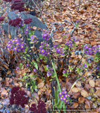 Aster trifoliatus ssp ageratoides 'Ezo Murasaki'