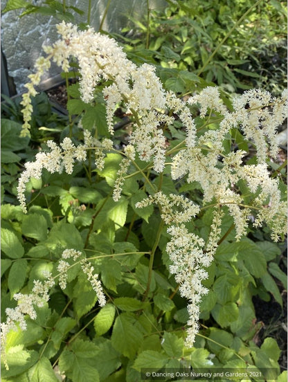 Perennials ~ Astilbe odontophylla, Toriashishoma ~ Dancing Oaks Nursery and Gardens ~ Retail Nursery ~ Mail Order Nursery