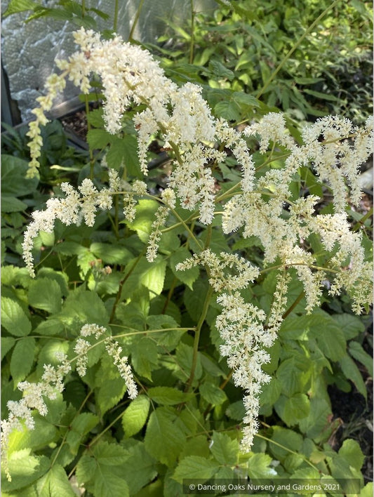 Perennials ~ Astilbe odontophylla, Toriashishoma ~ Dancing Oaks Nursery and Gardens ~ Retail Nursery ~ Mail Order Nursery