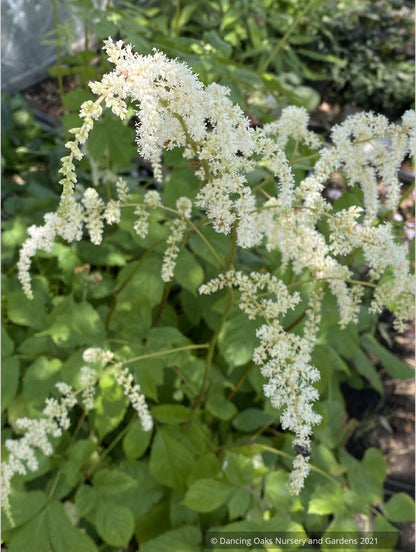 Astilbe odontophylla (syn. thunbergii var. congesta), Tori-ashi shoma