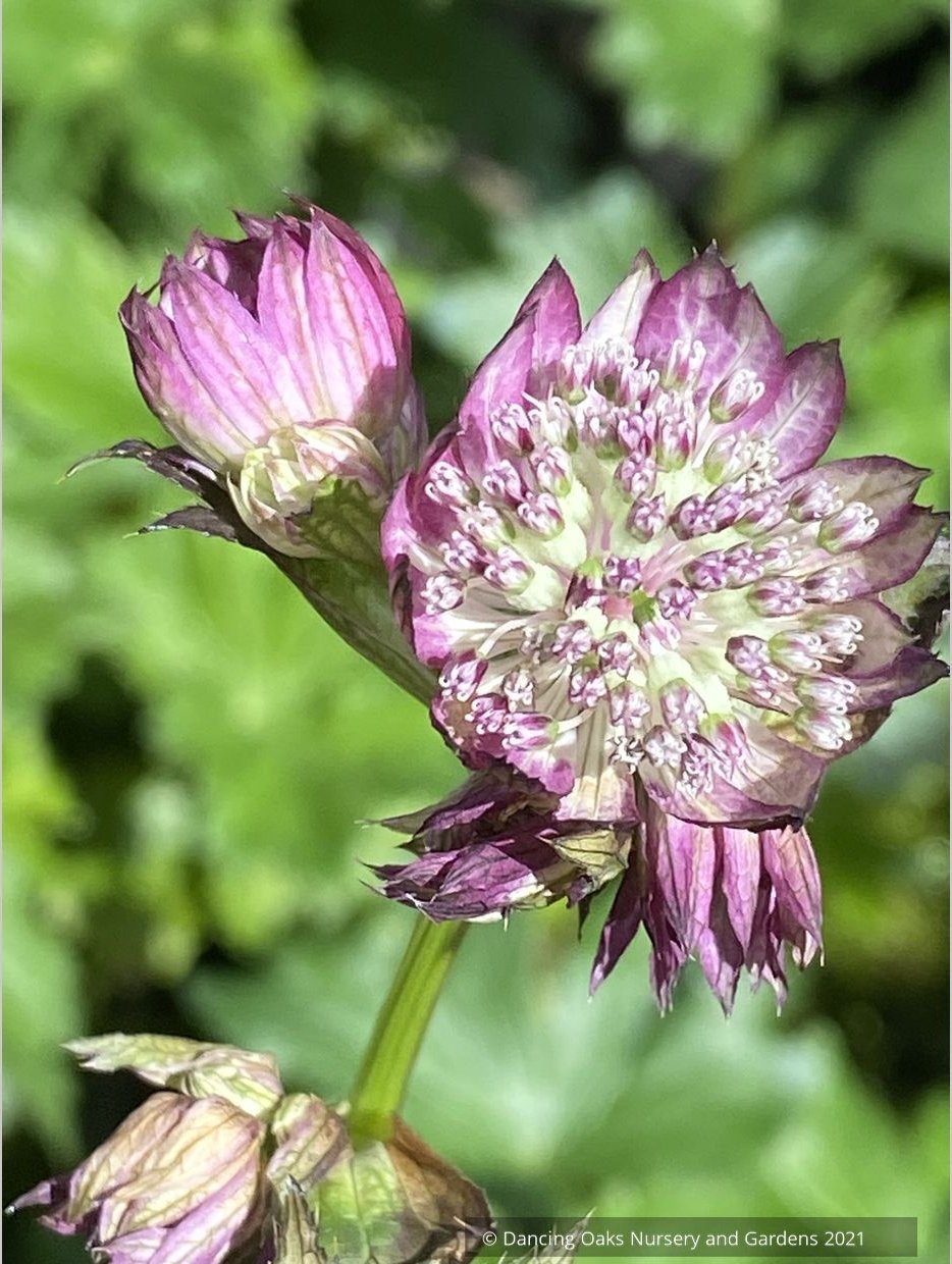 Astrantia major 'Abbey Road', Great Masterwort