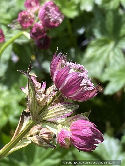 Astrantia major 'Abbey Road', Great Masterwort