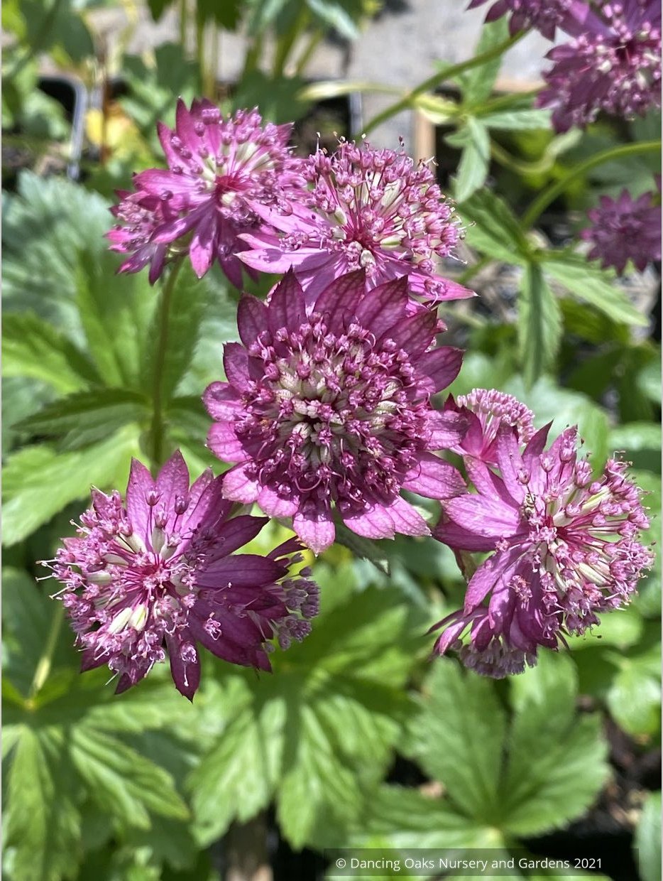Astrantia major 'Ruby Cloud', Great Masterwort