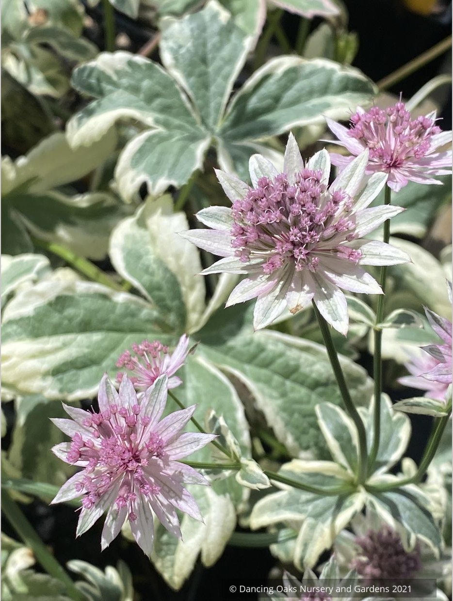 Perennials ~ Astrantia major 'Vanilla Gorilla' PPAF, Masterwort ~ Dancing Oaks Nursery and Gardens ~ Retail Nursery ~ Mail Order Nursery