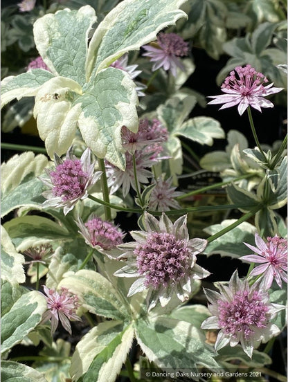 Perennials ~ Astrantia major 'Vanilla Gorilla' PPAF, Masterwort ~ Dancing Oaks Nursery and Gardens ~ Retail Nursery ~ Mail Order Nursery