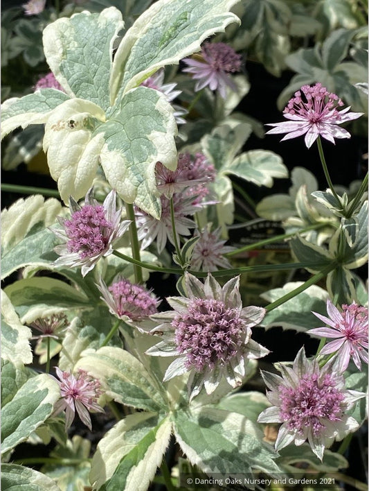 Perennials ~ Astrantia major 'Vanilla Gorilla' PPAF, Masterwort ~ Dancing Oaks Nursery and Gardens ~ Retail Nursery ~ Mail Order Nursery