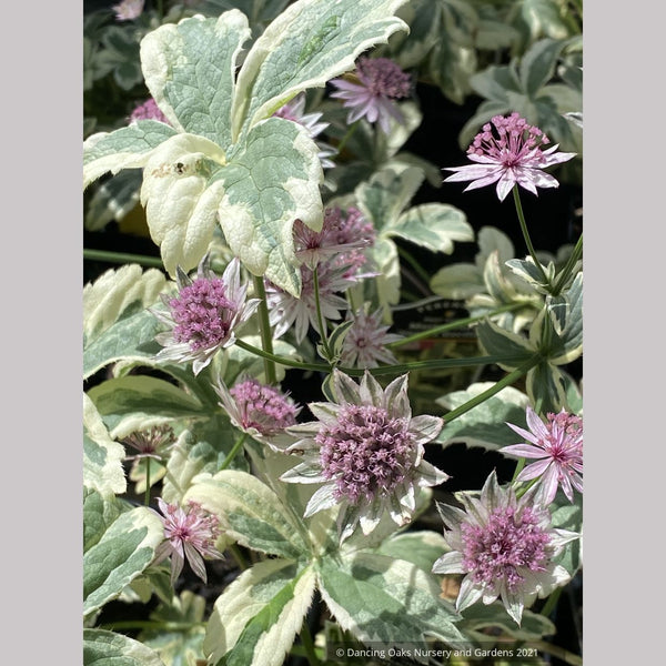 Astrantia major 'Vanilla Gorilla' PPAF, Masterwort – Dancing Oaks Nursery  and Gardens