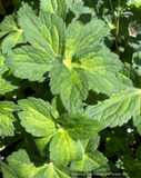 Perennials ~ Astrantia major 'Masterpiece', Masterwort ~ Dancing Oaks Nursery and Gardens ~ Retail Nursery ~ Mail Order Nursery