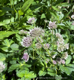 Astrantia major 'Masterpiece', Masterwort