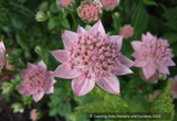 Perennials ~ Astrantia maxima ssp. maxima, Masterwort ~ Dancing Oaks Nursery and Gardens ~ Retail Nursery ~ Mail Order Nursery