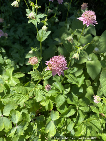 Perennials ~ Astrantia maxima ssp. maxima, Masterwort ~ Dancing Oaks Nursery and Gardens ~ Retail Nursery ~ Mail Order Nursery