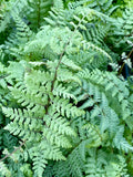 Ferns ~ Athyrium x 'Ghost', Japanese Painted Fern ~ Dancing Oaks Nursery and Gardens ~ Retail Nursery ~ Mail Order Nursery