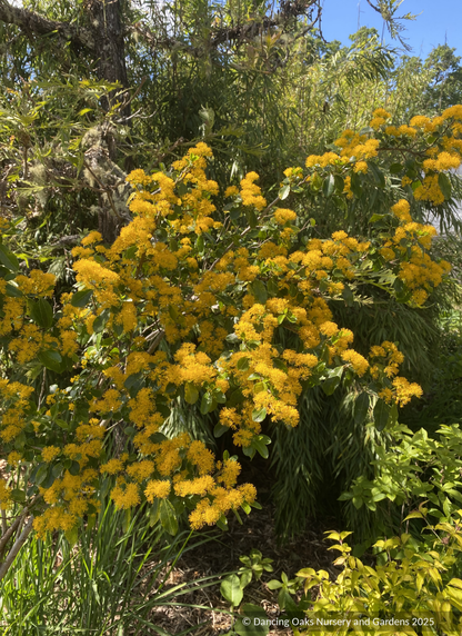 Shrubs ~ Azara serrata, Saw-toothed Azara or Andean Gold ~ Dancing Oaks Nursery and Gardens ~ Retail Nursery ~ Mail Order Nursery