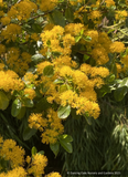 Shrubs ~ Azara serrata, Saw-toothed Azara or Andean Gold ~ Dancing Oaks Nursery and Gardens ~ Retail Nursery ~ Mail Order Nursery