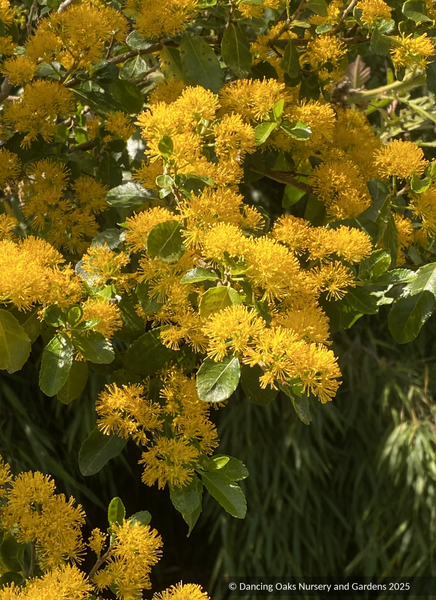 Azara serrata, Saw-toothed Azara or Andean Gold – Dancing Oaks