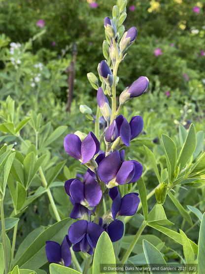 Perennials ~ Baptisia Royal Purple Prairieblues™ (B. 'Royal Purple') PP#25508, False Indigo ~ Dancing Oaks Nursery and Gardens ~ Retail Nursery ~ Mail Order Nursery