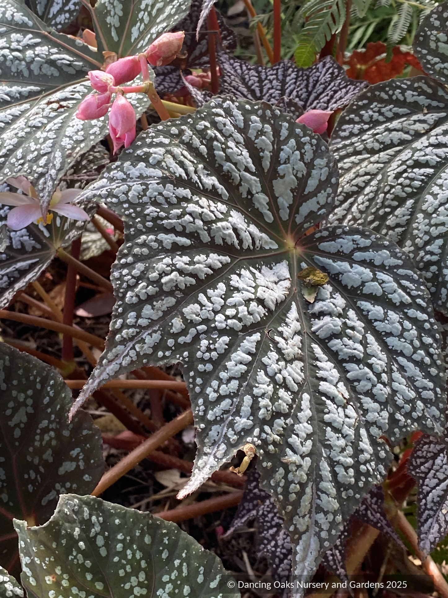 Perennials ~ Begonia 'Sterling Moon' PP33164 ~ Dancing Oaks Nursery and Gardens ~ Retail Nursery ~ Mail Order Nursery