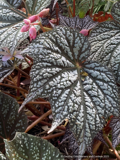Perennials ~ Begonia 'Sterling Moon' PP33164 ~ Dancing Oaks Nursery and Gardens ~ Retail Nursery ~ Mail Order Nursery