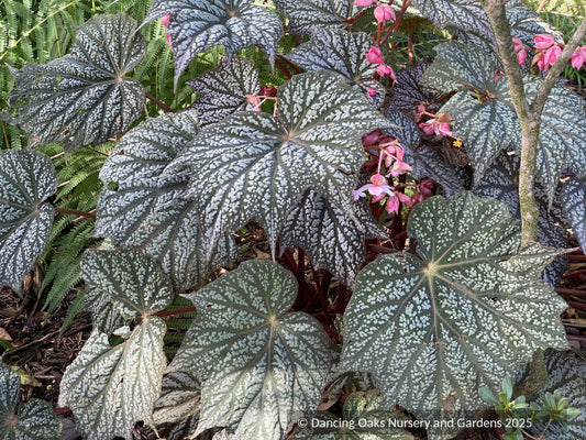 Perennials ~ Begonia 'Sterling Moon' PP33164 ~ Dancing Oaks Nursery and Gardens ~ Retail Nursery ~ Mail Order Nursery